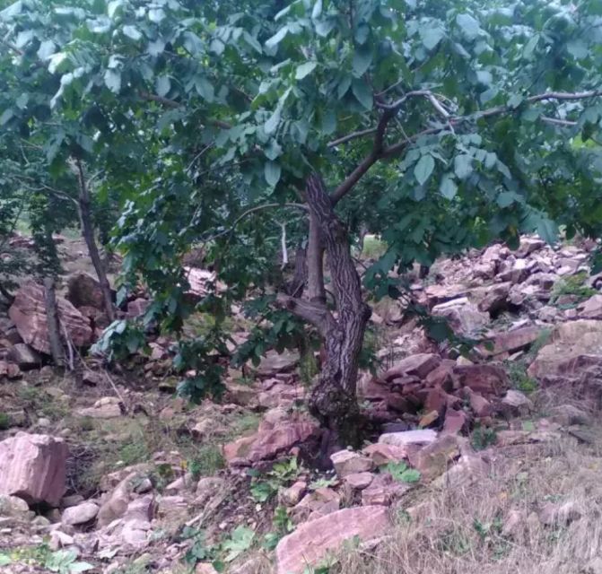 文玩核桃分类及特征,文玩核桃的种类和特点