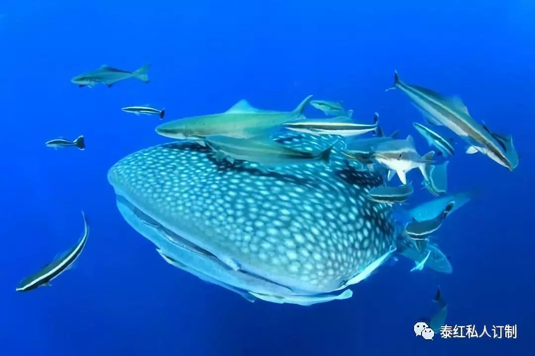 世界最美的潜水胜地,世界前十的深潜胜地