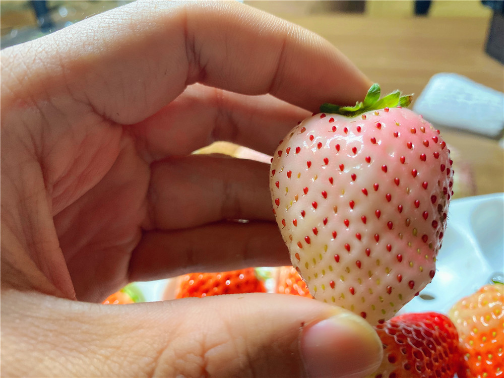 如何在网上买到真草莓,怎么在网上买正宗丹东草莓