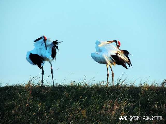 属马的出生在什么时辰好,属马的出生时辰分析