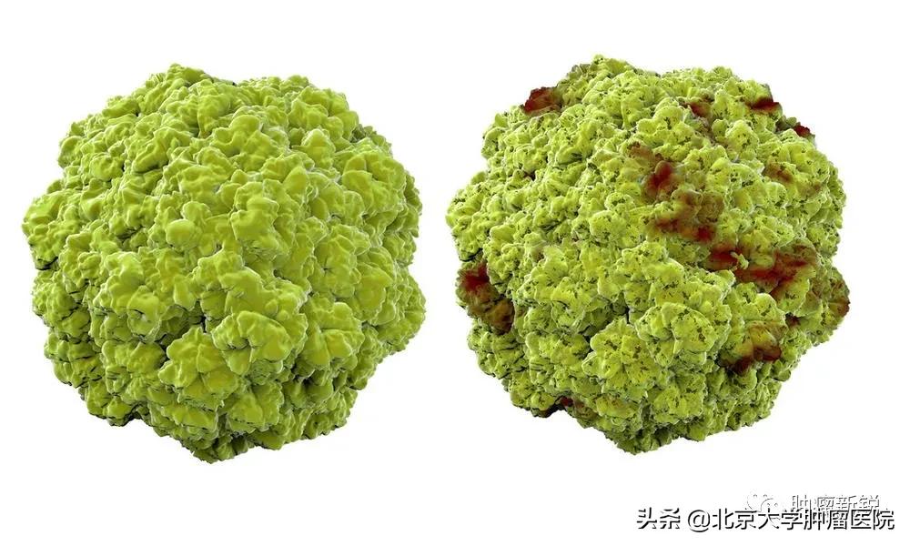 hpv疫苗男的要打吗,9价hpv疫苗几岁打