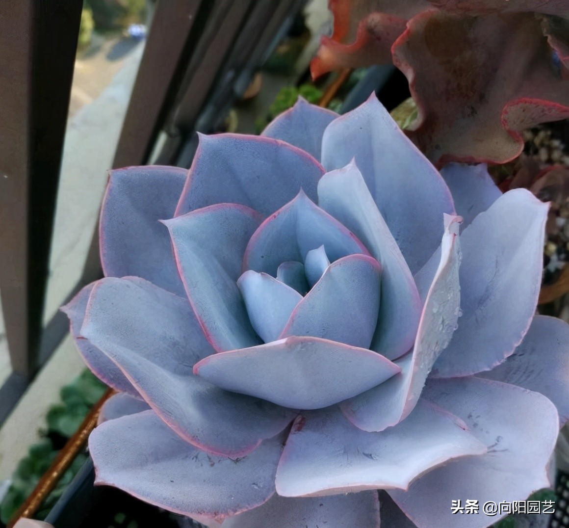 新手养多肉适合买哪些品种,夏季好养活的多肉品种图片