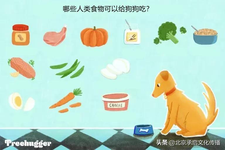 狗狗可以吃什么人类的食物,哪些食物狗狗可以吃哪些不可以吃