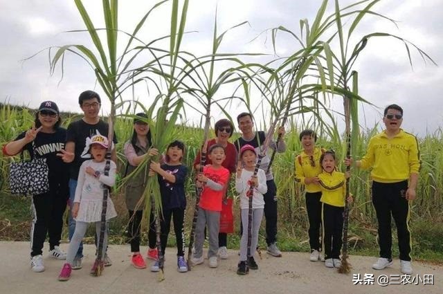 农村创业好项目投资少见效快,农村无需投资的创业项目