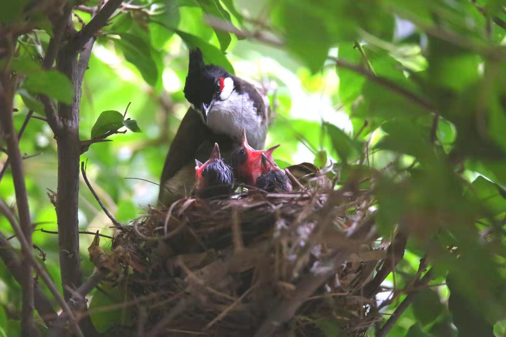 景美人善！我红耳鹎成都“安家”日常曝光