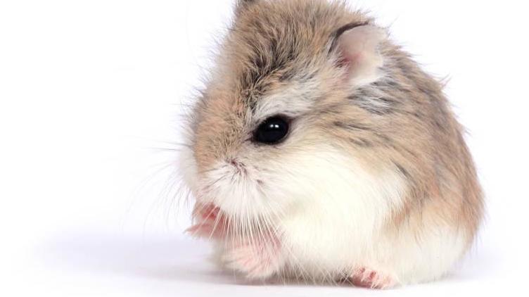 养仓鼠的注意事项和必备物品,饲养仓鼠的十大注意事项