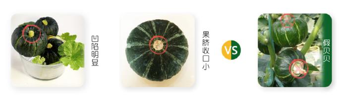 进口贝贝南瓜和国产贝贝的区别,贝贝南瓜的鉴定方法