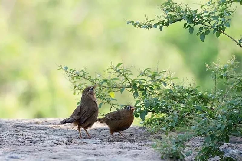 100种野生动物有哪些,野生动物100种