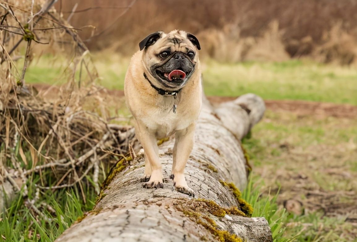 养巴哥犬的技术和喂养方法,怎么养巴哥没有体味