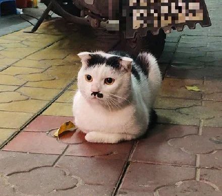 丑猫大赛视频完整版,2020年丑猫大赛看看丑到你了没