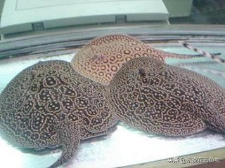 观赏鱼养殖技术论坛,观赏鱼鱼友交流