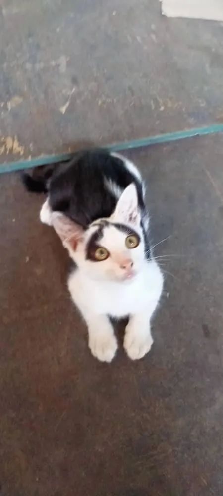 白猫头上一撮黑毛而且很凶,当猫戴上了金箍