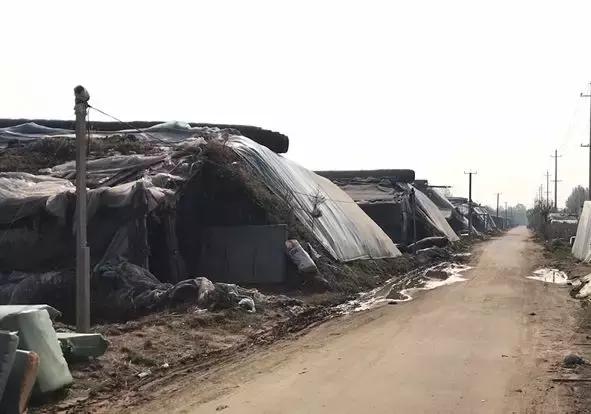 古城、文家、孙家集……这几个菜贩子被抓!