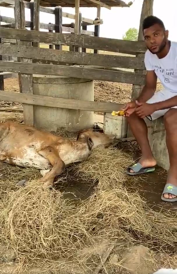 哥伦比亚球星哭诉自家母牛被吸毒年轻人侵犯整夜虐待判若两牛