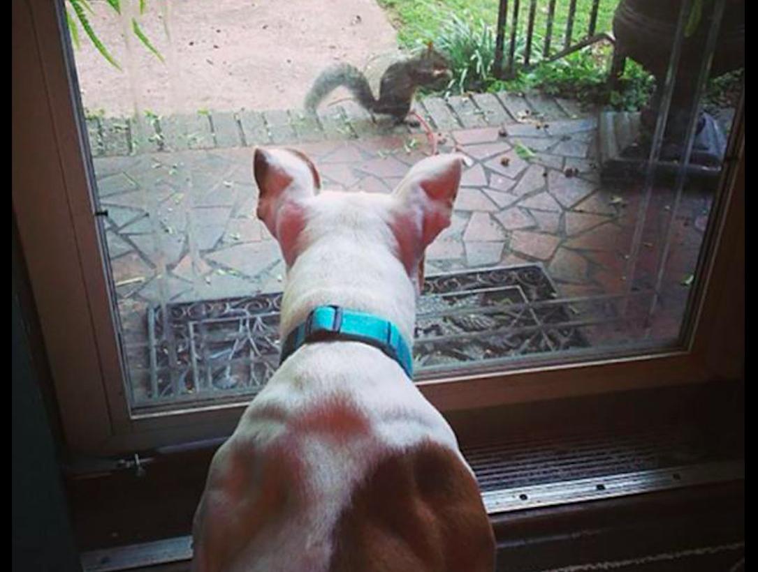 小松鼠回到家,松鼠放生后又回来了