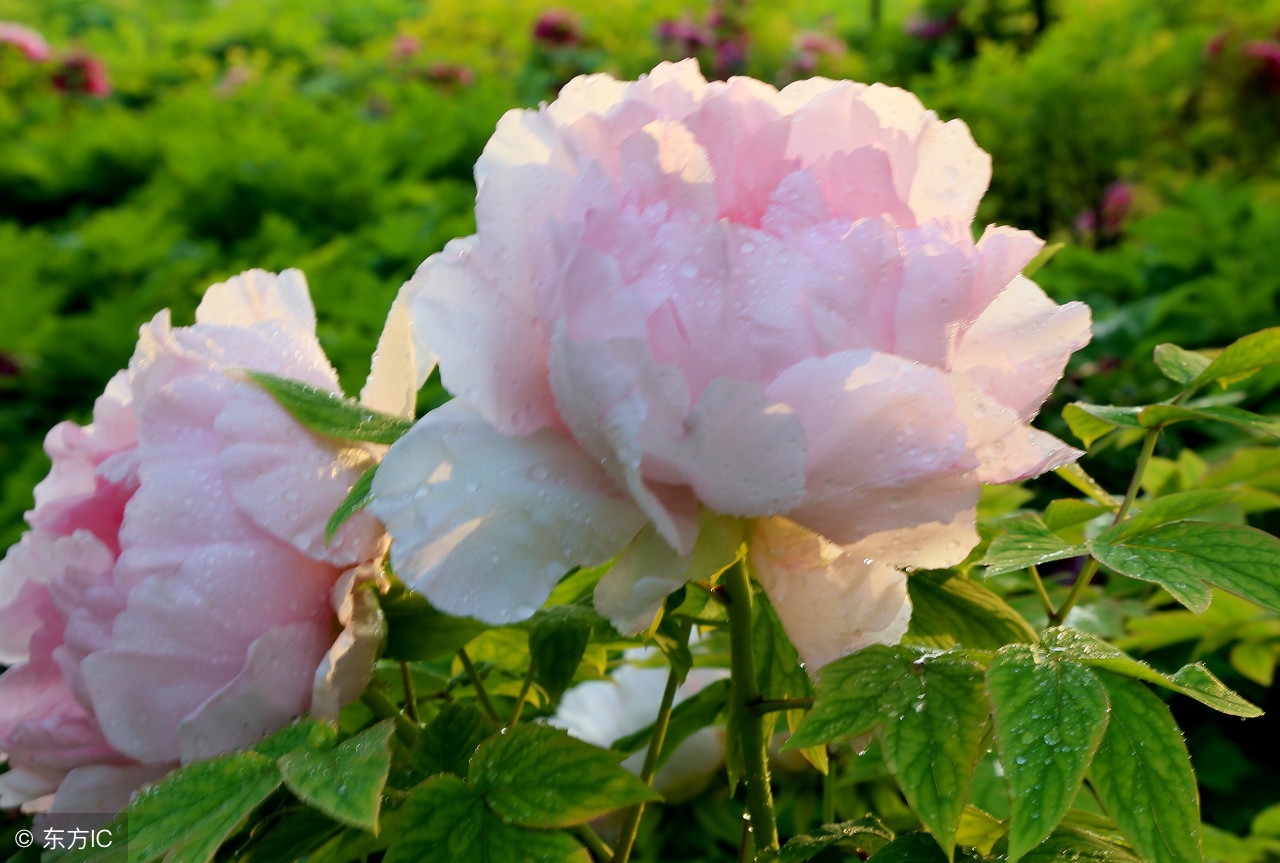 牡丹吊兰叶片发黄发软什么原因,牡丹叶片发黄生长不旺盛图片