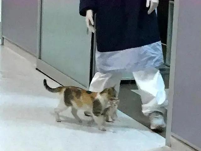 去土耳其当猫好吗,在土耳其做一只幸福的猫