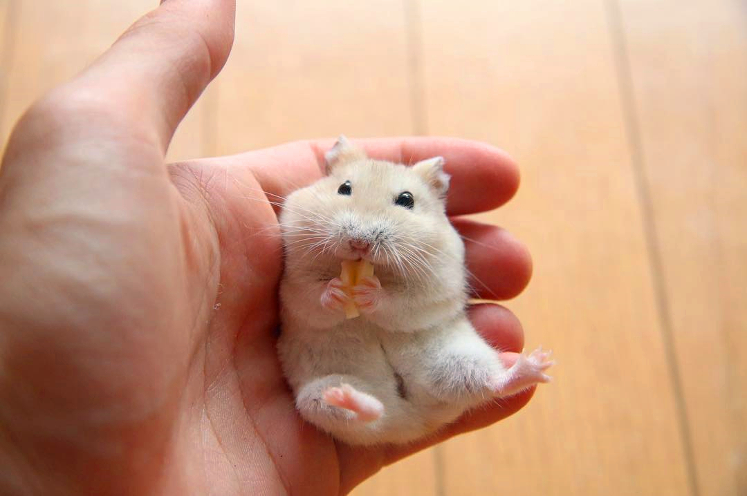 仓鼠银狐为什么不喜欢吃东西,银狐仓鼠喜欢吃什么零食