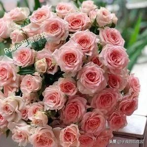 最好的进口玫瑰,进口玫瑰品种