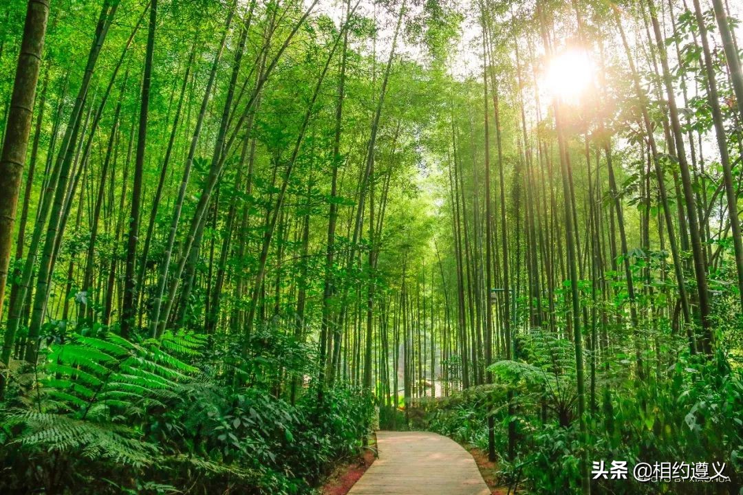 赤水大瀑布 侏罗纪公园 (贵州赤水侏罗纪公园攻略)