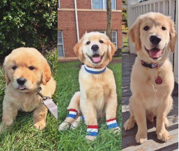 金毛犬怎么选,购买金毛犬如何挑选