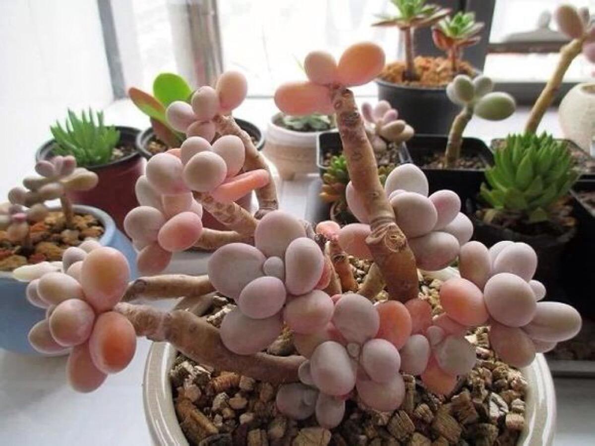 多肉蒂亚变黄了是什么原因,多肉变白了怎么补救