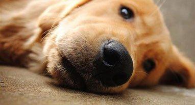 狗狗肝疾病有哪些,狗狗的肝脏有问题怎么治疗