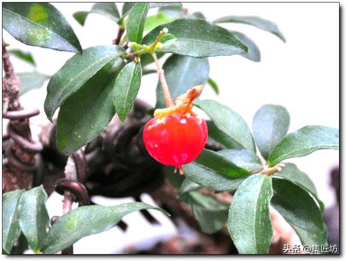 盆景李氏樱桃开花不结果,麻雀虽小五脏俱全小品