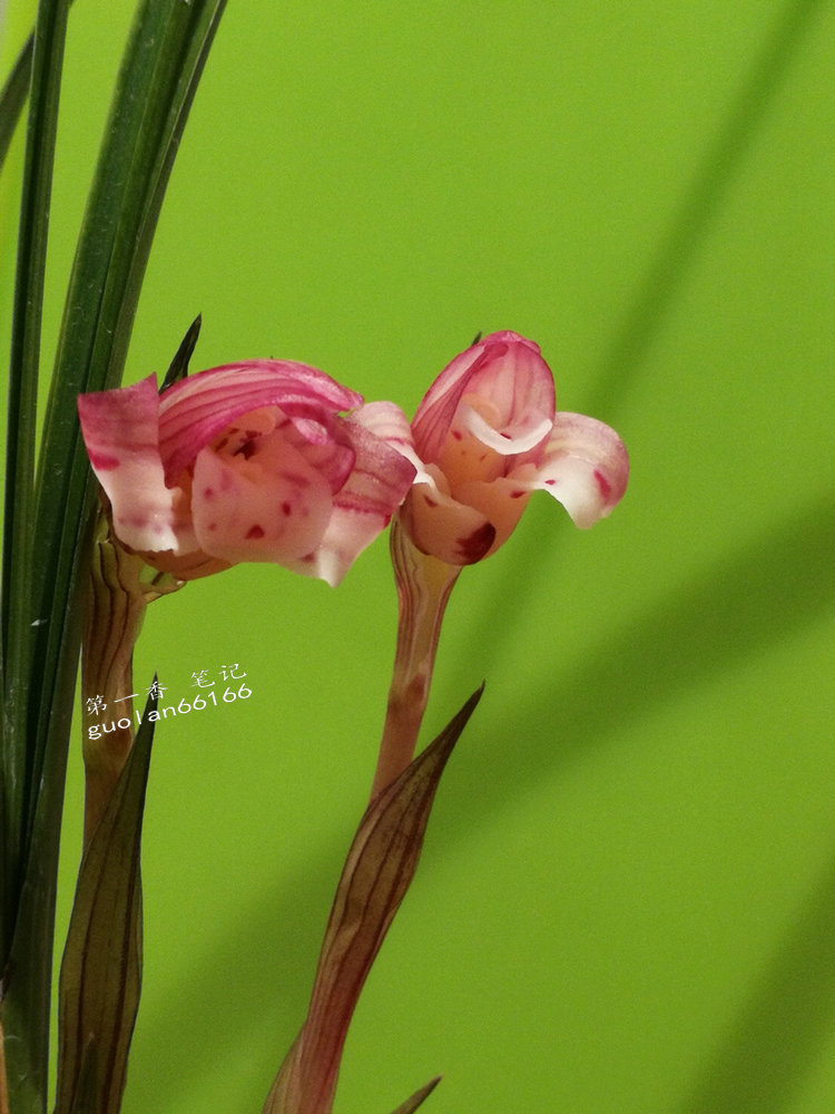 娇美可人的凤冠由来图片,娇美可人的凤冠图片