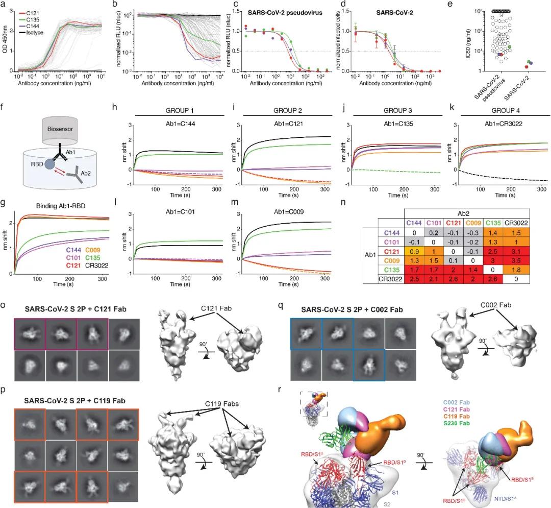 新冠康复抗体是针对一种毒株吗,新冠康复后抗体可抵抗不同毒株吗