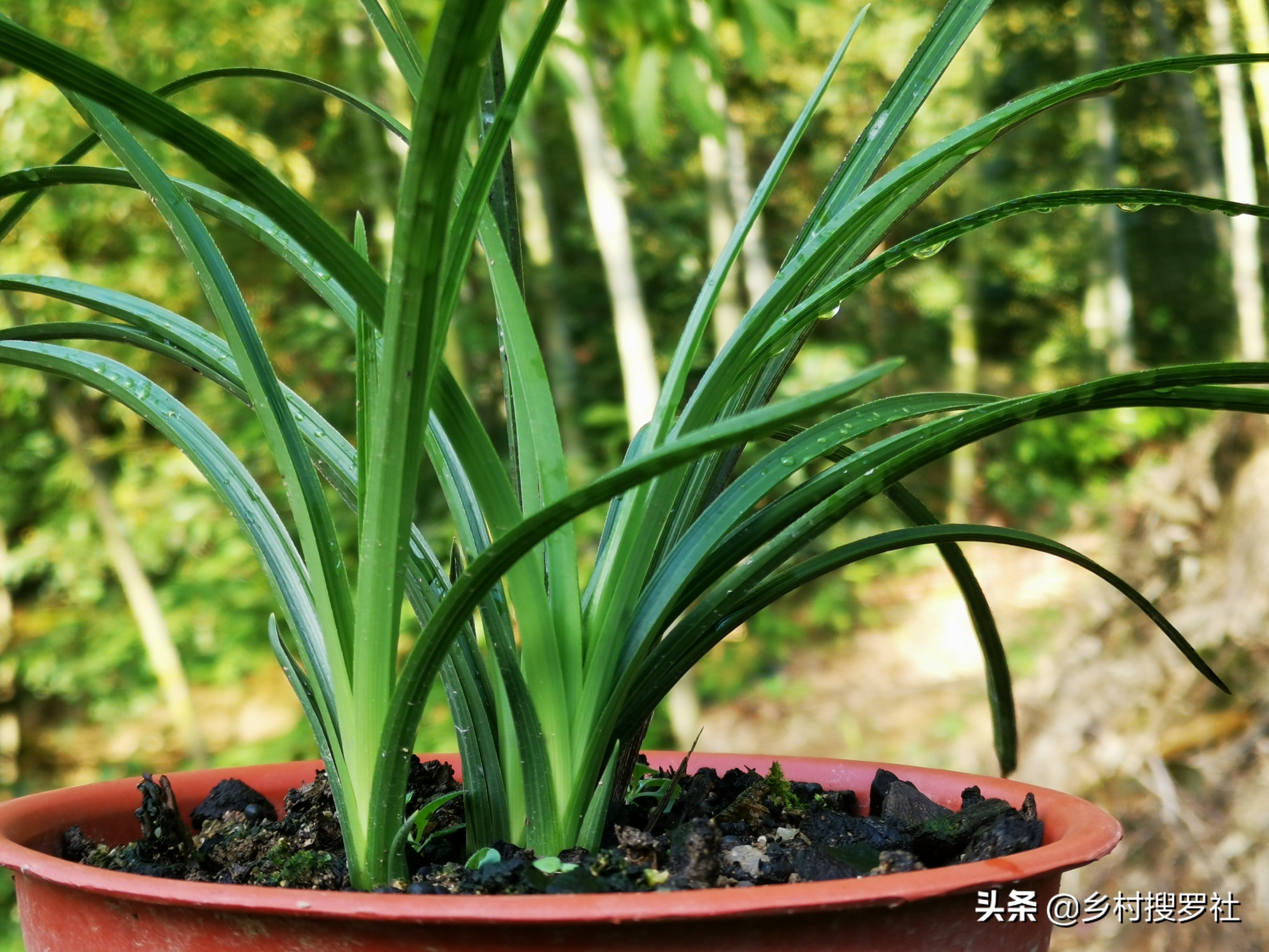 兰花户外养叶子偏黄,懒人养花一个月不浇水