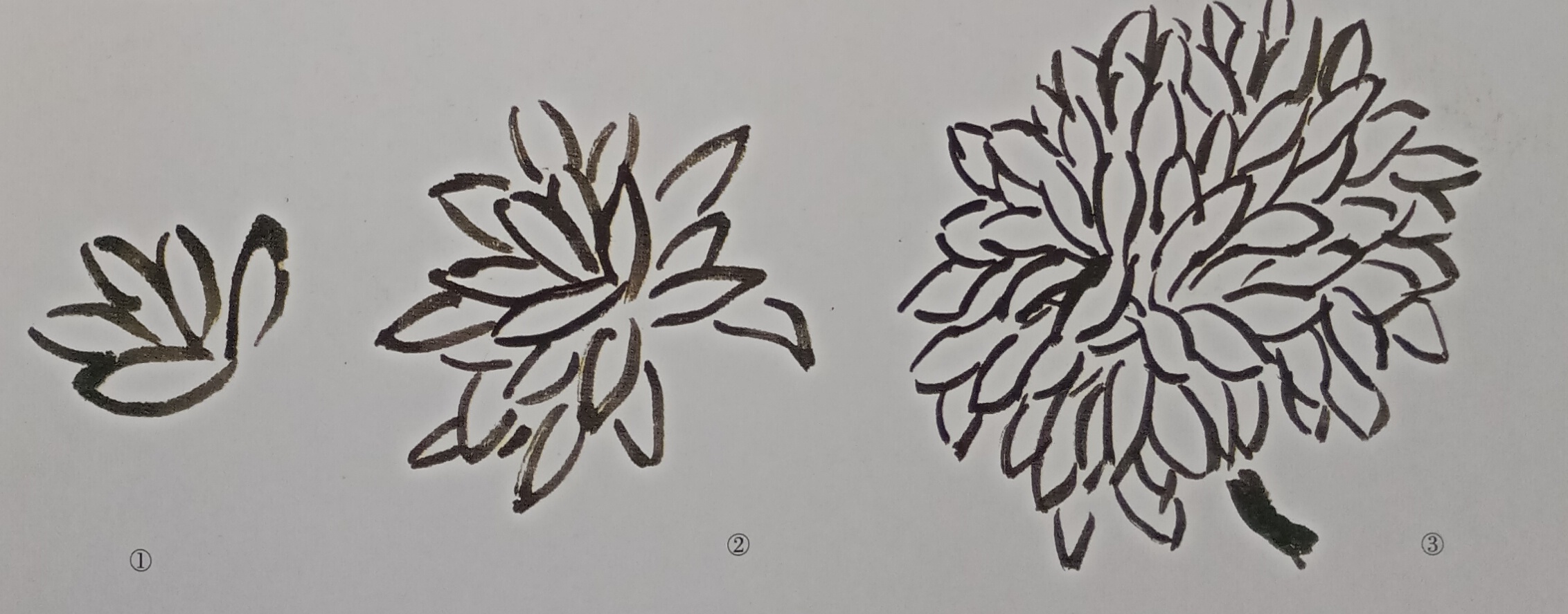 国画菊花初学者怎么画视频,圆形卡纸怎样画菊花国画