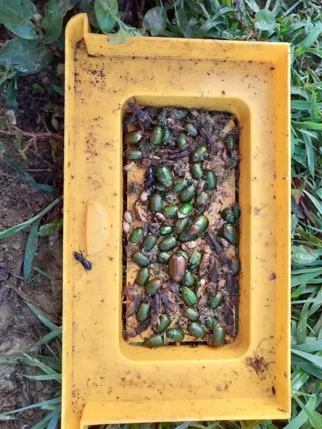 桔小实蝇发生与分布,防治桔大实蝇