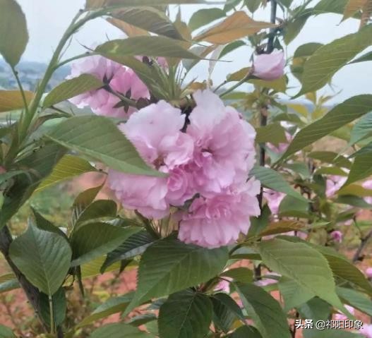 只要您来祁阳,好吃好玩的地方我已经找到了!你肯定会爱上它!
