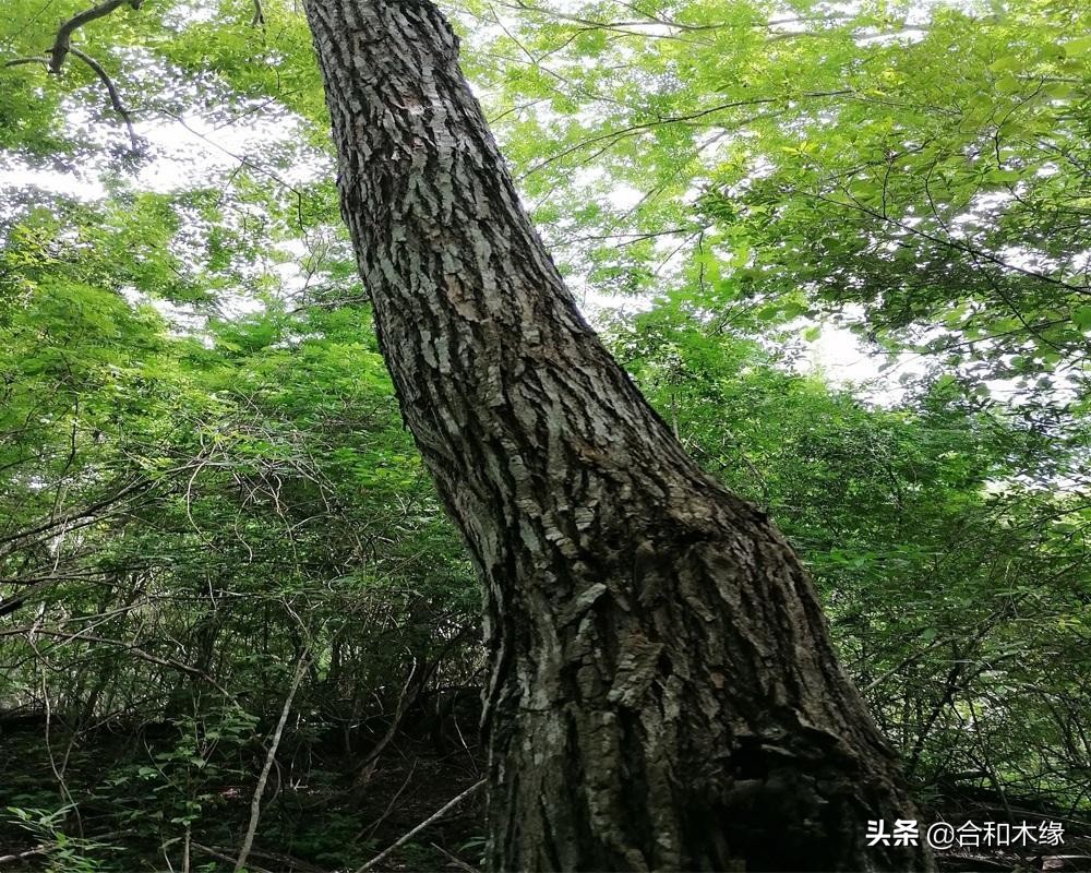 谈檀健次现场版,中美洲黄檀与中美洲酸枝