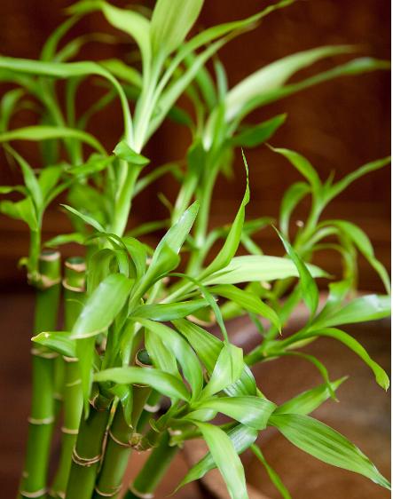 刚买回来的富贵竹怎么不发芽,买的富贵竹不生根怎么办