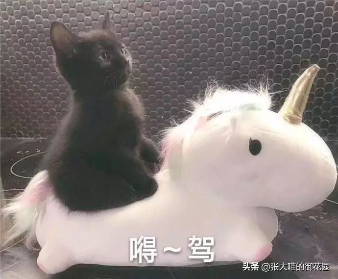 重口味话题,返点勿入!猫咪的肛门腺挤还是不挤?这是一个问题