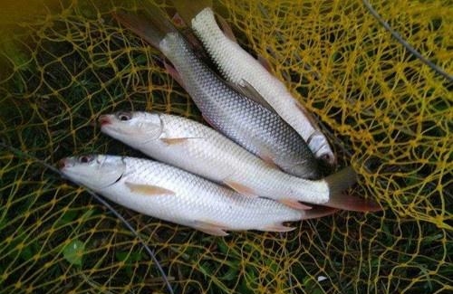 四、五月份正是钓鲮鱼的好时候!钓友们看看我钓的是不是土鲮?