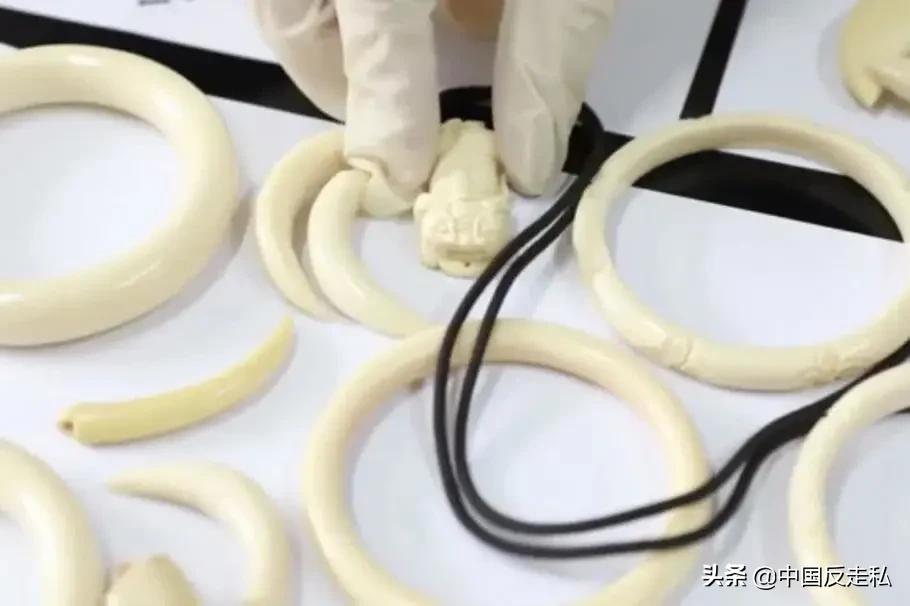 国门利剑行动,国门利剑2018全集