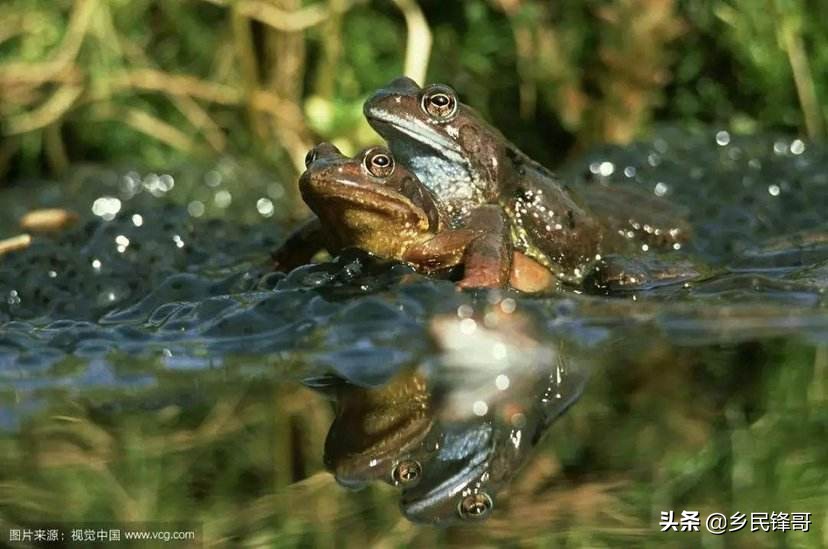 哈士奇适合农村养吗,哈士蟆和林蛙怎么养