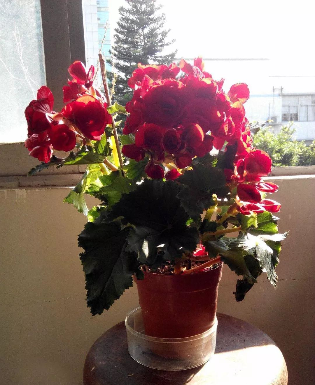 四季海棠浇水过多的挽救方法,四季海棠水浇多了叶子怎样表现