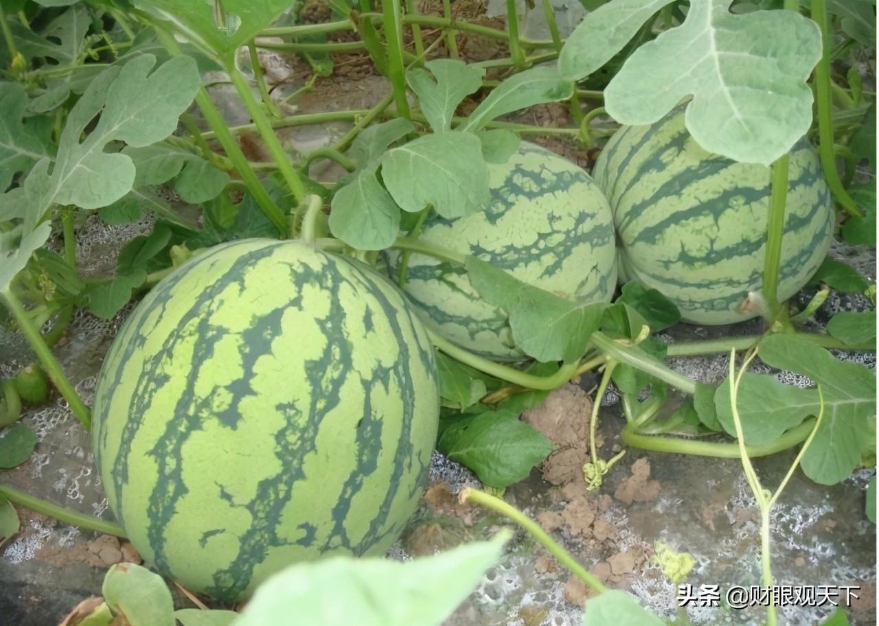 不能错过的*疆新**水果（一）