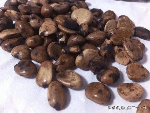 山竹吃完“核”别丢，丢水里，7天就发芽，赏完盆栽还有果子吃