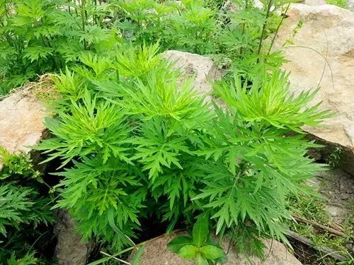 那些常见却叫不上名字的野花野草,常见的野花野草却是农家之宝