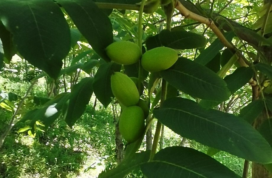 原创山核桃,小小的山核桃怎么吃