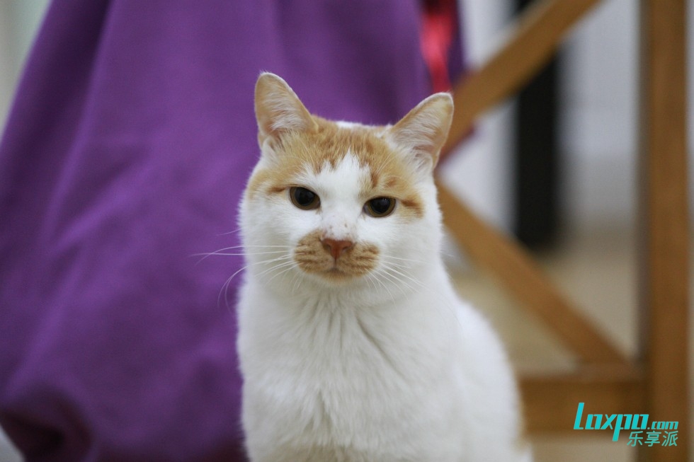 智能家居很贵?89元的天猫精灵三件套了解下?