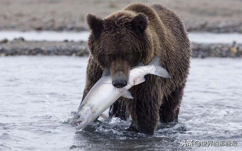 狮子棕熊老虎三兄弟,狮子老虎棕熊终极大对决