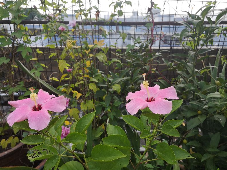 一方净地与你分享——扶桑花开，热烈奔放