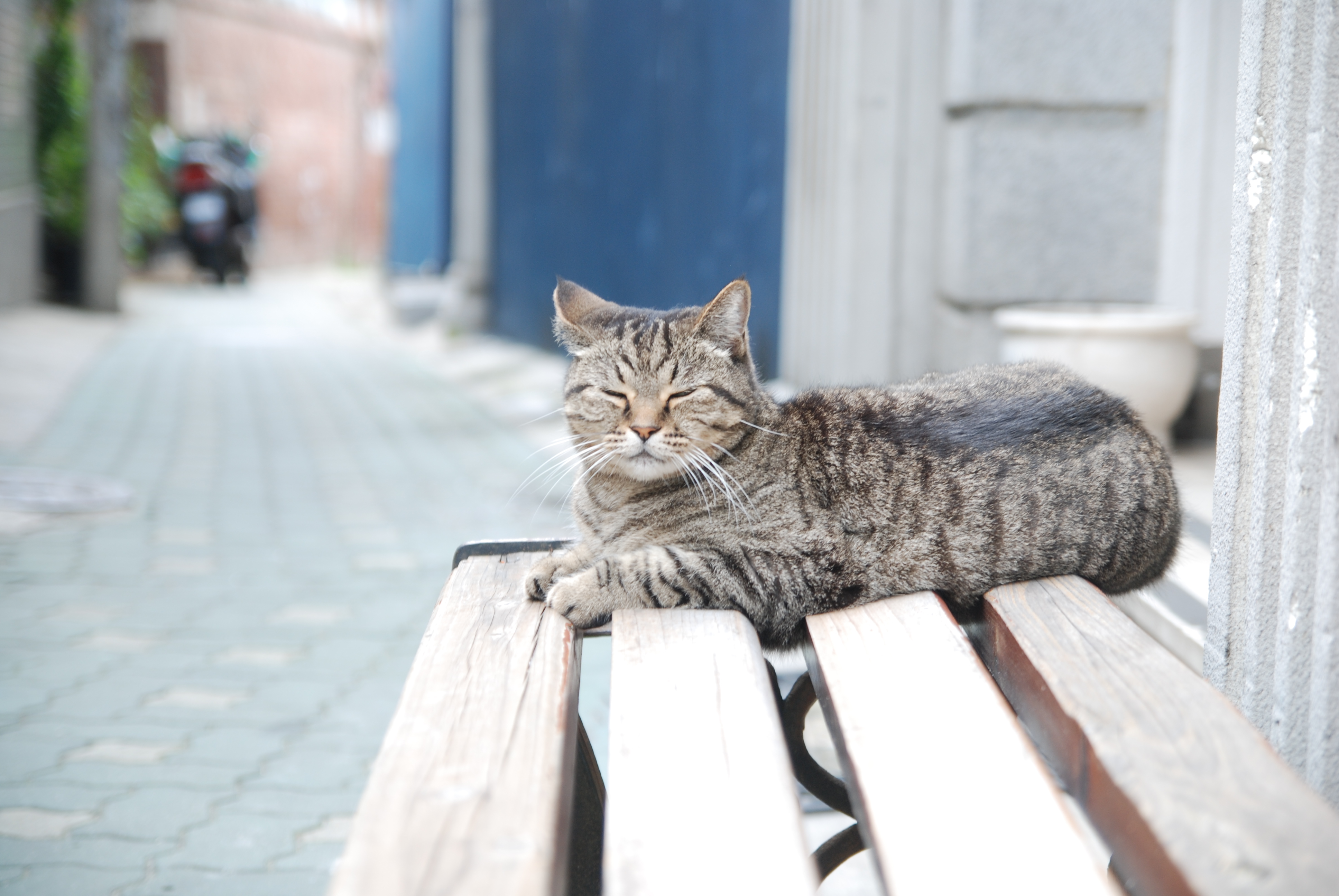 韩国紫菜包饭年糕,韩国美食一条街紫菜饭