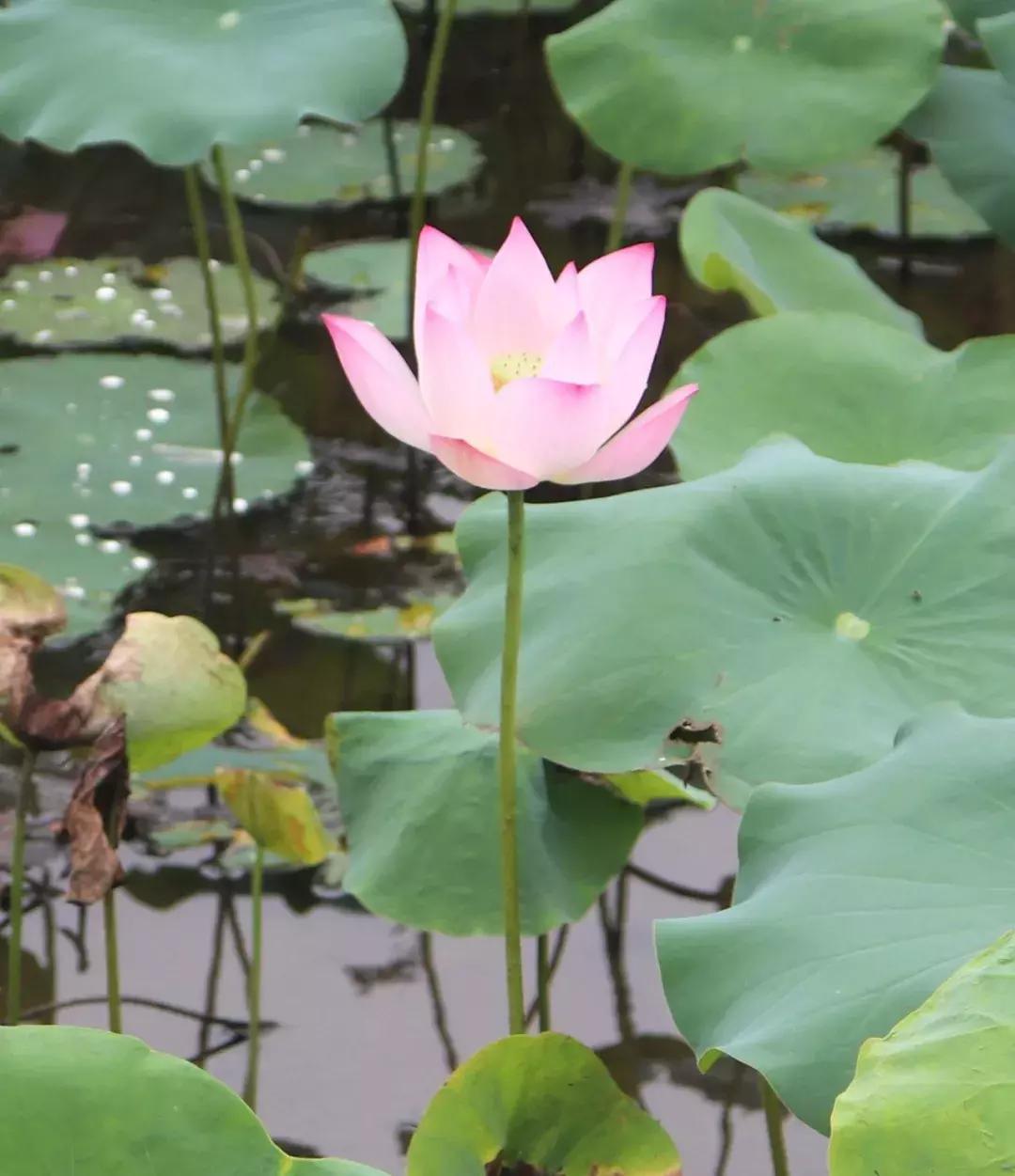 又到一年赏荷季又见荷花,广州莲花山荷花